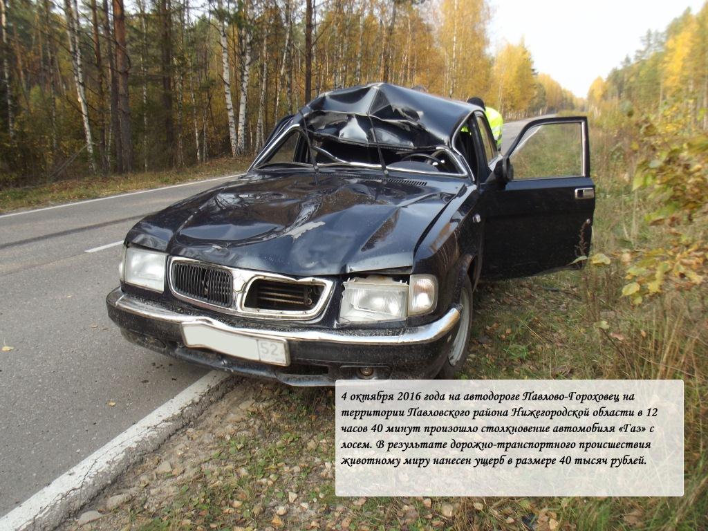 06.10.2016 Будьте внимательны в зоне действия знаков «Дикие животные» |  Администрация Первомайского муниципального района Нижегородской области